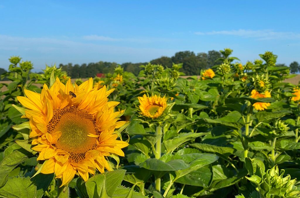 Sonnenblumen-Wettbewerb der Kinder zum Erntefest 2023