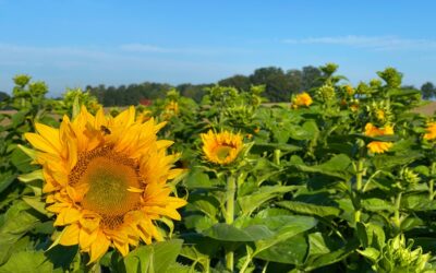 Sonnenblumen-Wettbewerb der Kinder zum Erntefest 2023