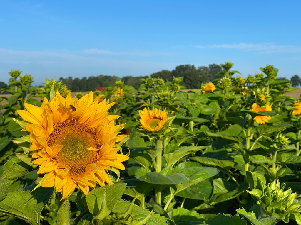 Sonnenblumen-Wettbewerb der Kinder zum Erntefest 2023