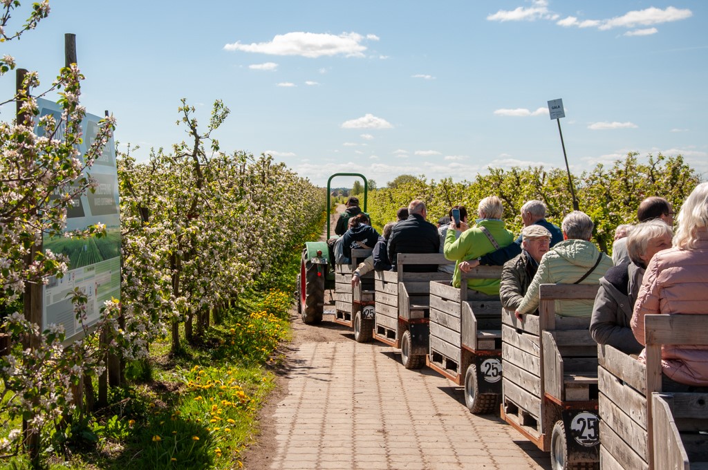 Ein Dorf fährt aus – Bustour ins Alte Land zur Apfelblüte